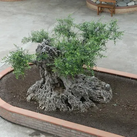 Nocleg ze śniadaniem Le Palme Briatico