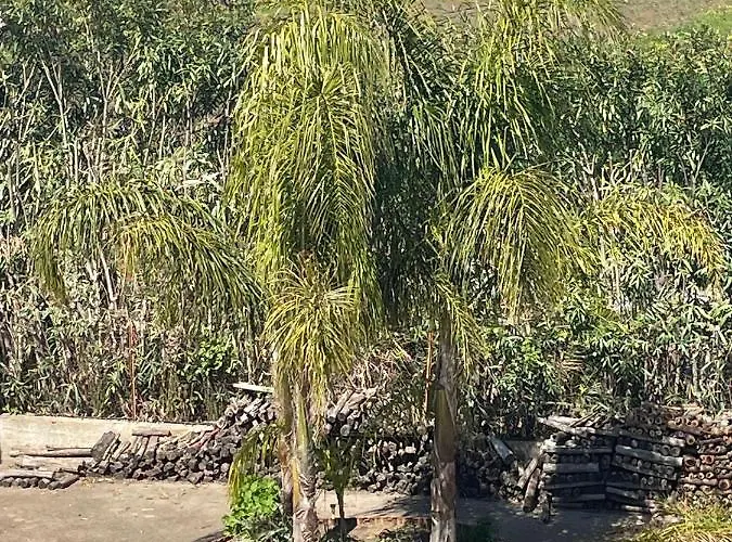 Alojamento de Acomodação e Pequeno-almoço Le Palme Briatico